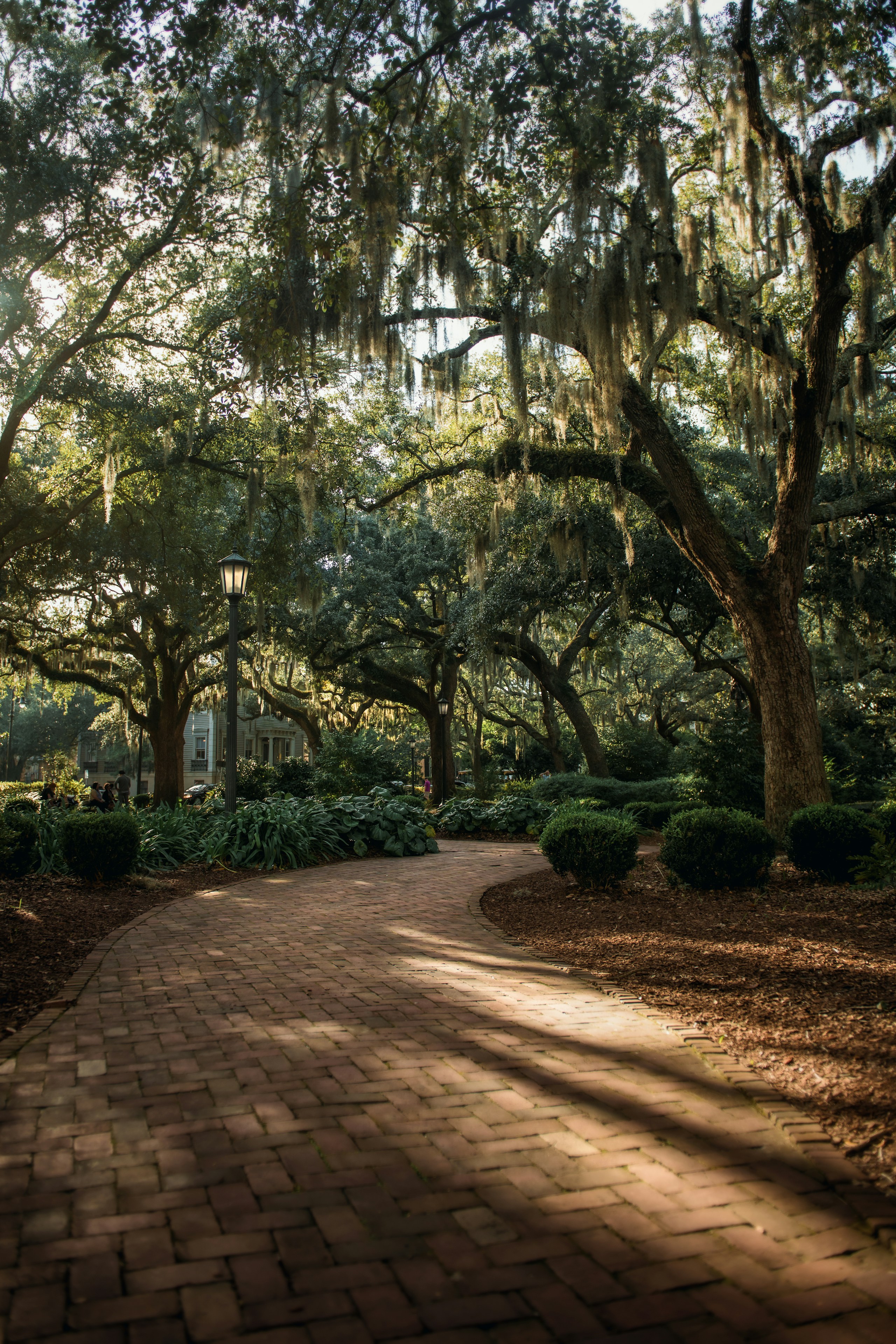 Savannah live oaks at dusk